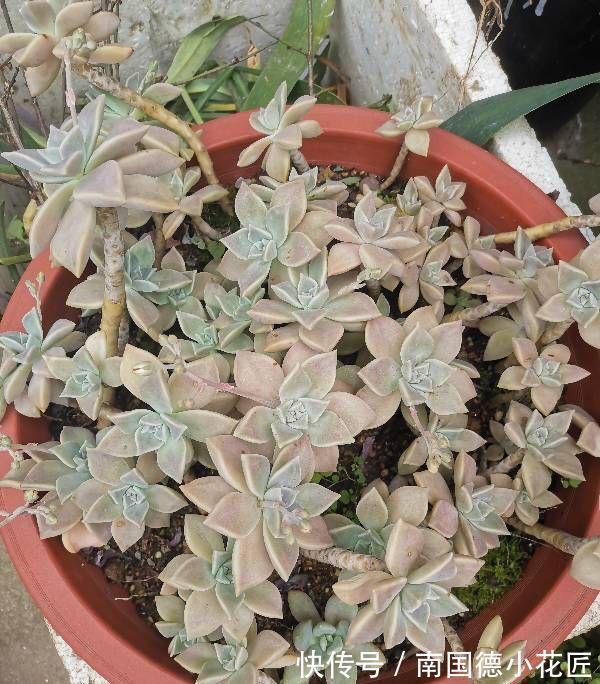 2种普通又皮实的多肉，枝叶旺颜色美易繁殖，养好了一样是精品