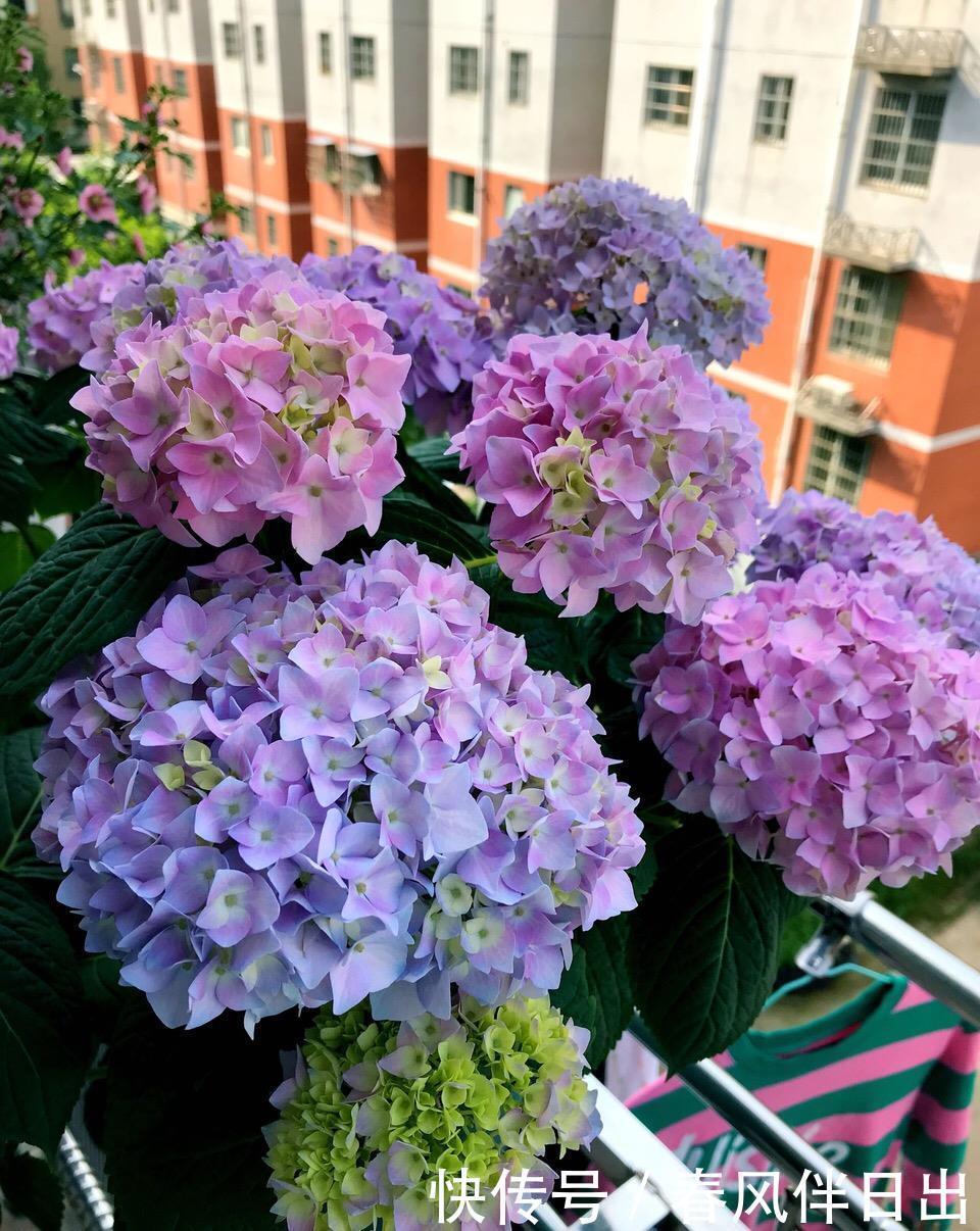 春天买绣球,“老的”不如小的好,便宜好养,开花劲头大