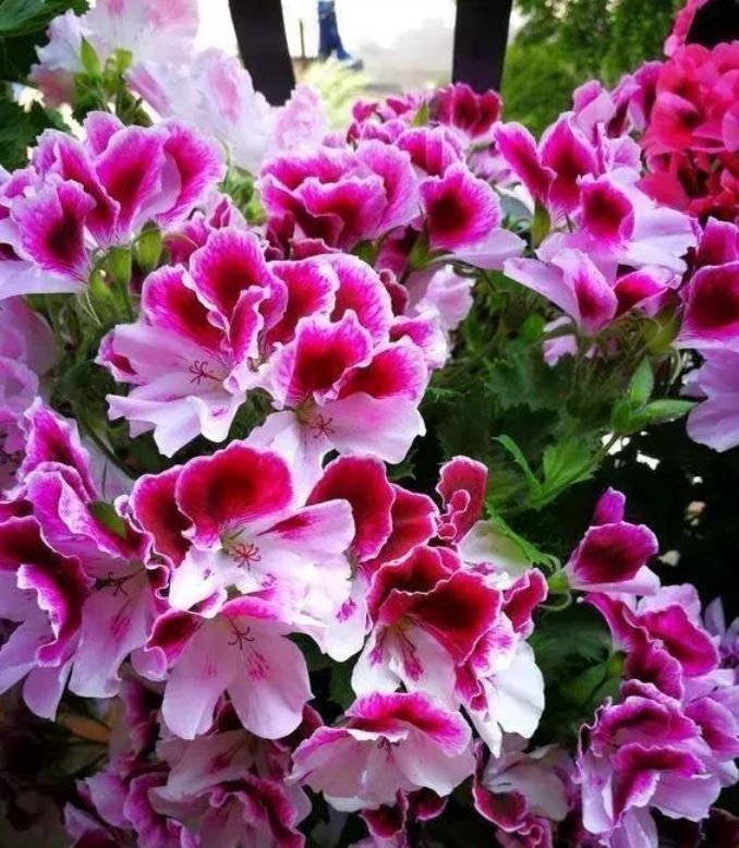 养花试试这几款，不用管也能开花爆盆，一开就是大半年！