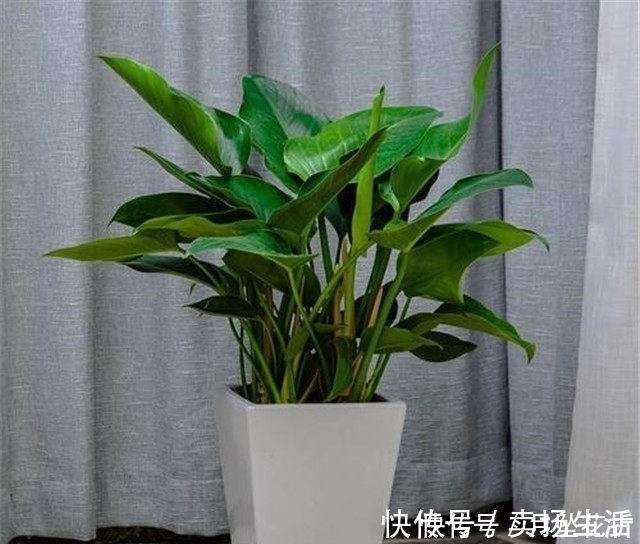 湿度|第一次养花,就养一盆“阳台精品”金钻,高大茂盛,珍贵独特