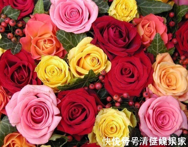 路易十四|玫瑰花,最美的“4种”,随便养一盆,比香水好闻,比牡丹更好看