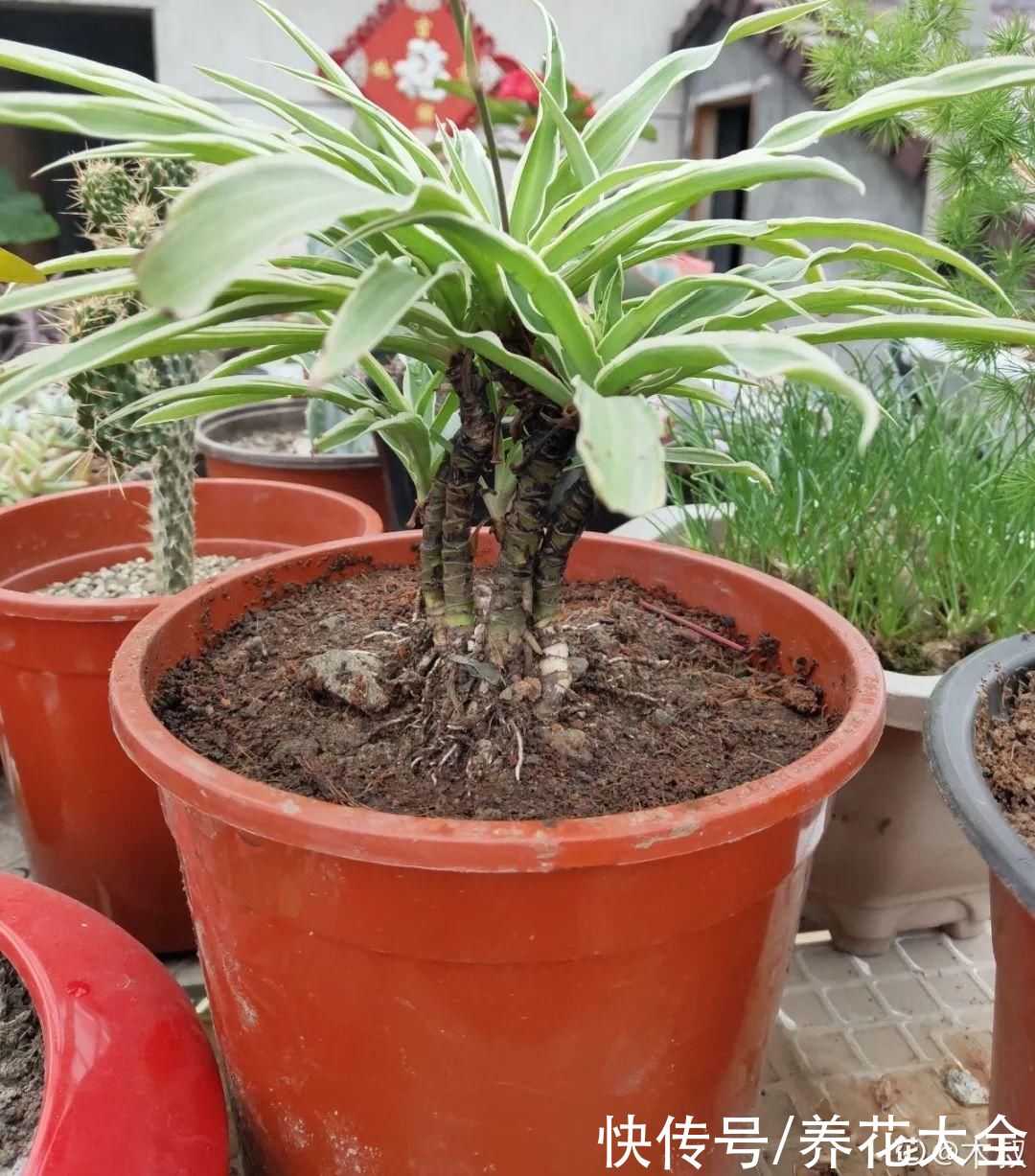 马齿苋花|山东马齿苋老桩，年年开花像小树，网友直呼：假的吧