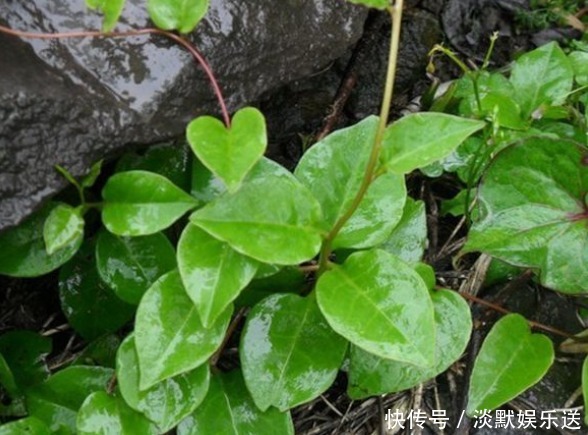 人参|乡下一种纯天然的野菜，常吃可以补肾、抗癌防衰老，食用价值高