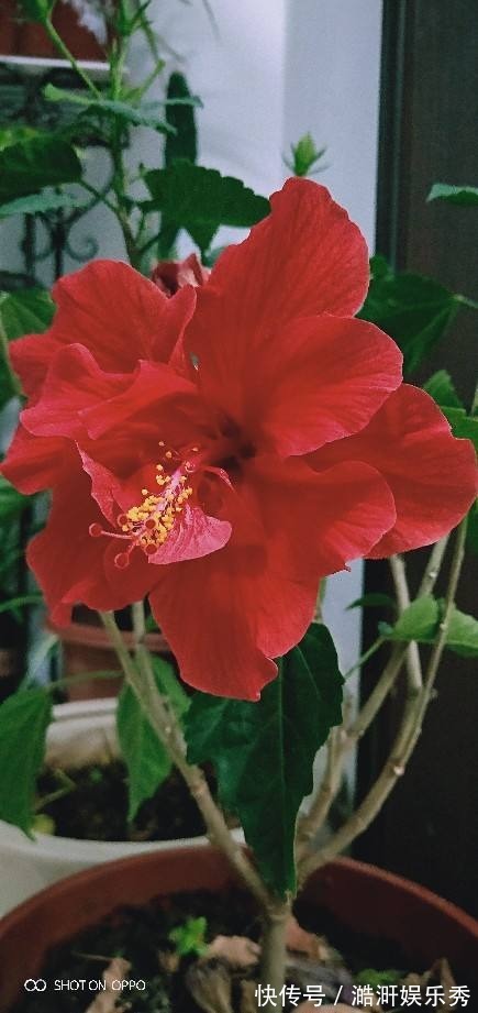 “3种花”有争议,有人说它不吉利,有人说它好寓意,你觉得呢?