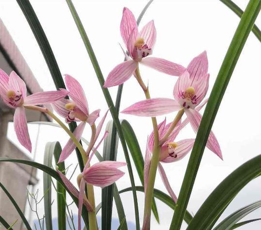 陷阱|兰花的四个“大误区”，看似有道理，实则很陷阱，别被人忽悠了