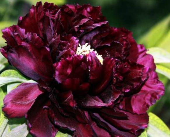 一种“黑色花”养家中，花多、叶大，没光也能活，花开“大如拳”