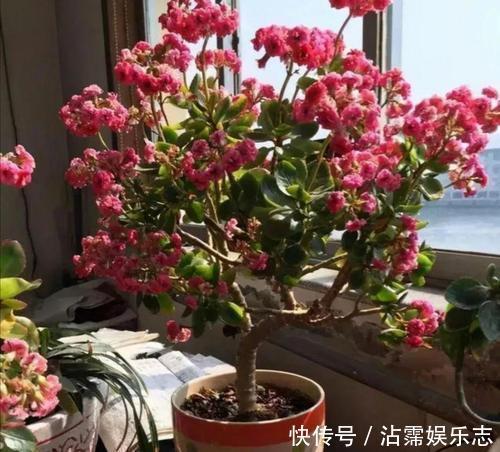 老妈养兰3年的长寿花，长成“巨无霸”老桩，开成大花球！