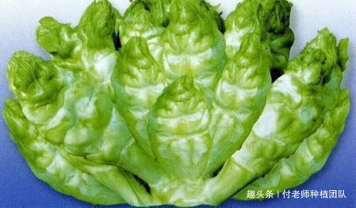 北方人|有一种青菜好吃不好种,北方人很少吃到,你知道是啥菜吗