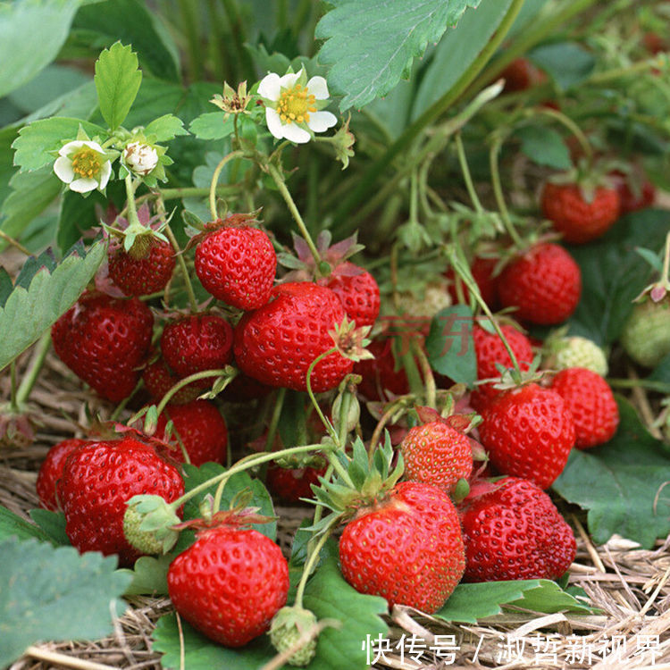 打理|有“血管疏通剂”著称的果子,你家里一定要种上,容易活好打理