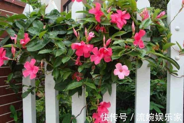 随心所欲|养花不能随心所欲，这几种花最怕“水”，浇多了烂根死翘翘