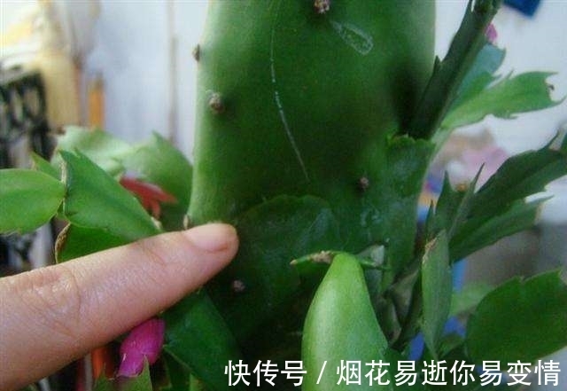 妙招|蟹爪兰干瘪了会死吗?教你3种挽救小妙招,让它“起死回生”