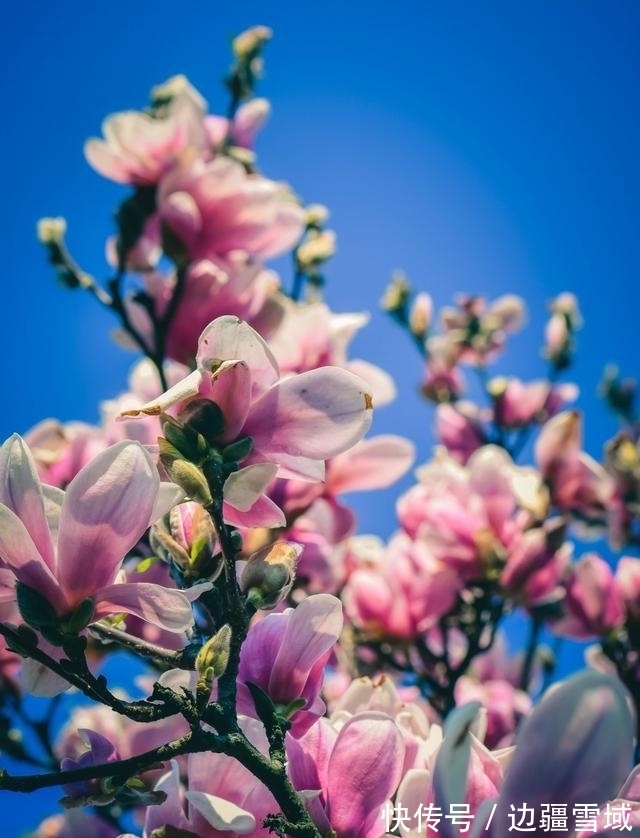 桃花|桃花怒放，姻缘逆袭，真心付出，重新牵手，此后不离不弃