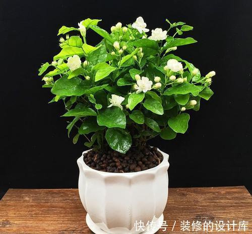 做好|冬天养茉莉花,做好3件事很关键,安全春化,来年才能顺利开花!
