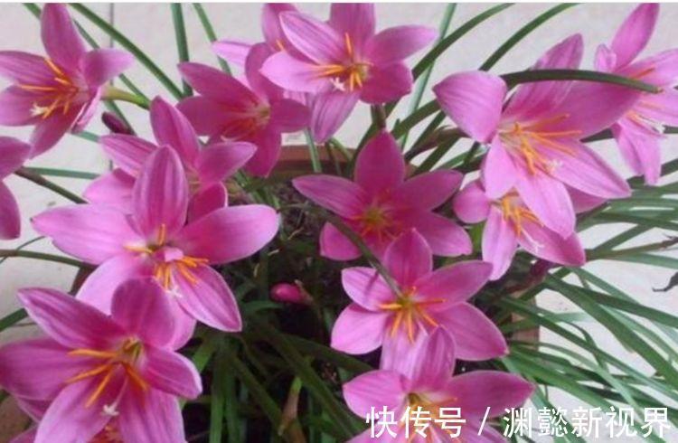 风雨兰|家里就养4种花,沾土就活,开花多、花期长,懒人新手都能养好!