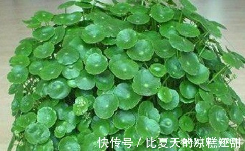 有钱人最喜欢这几种花，招财又能接好运，没钱的赶紧养