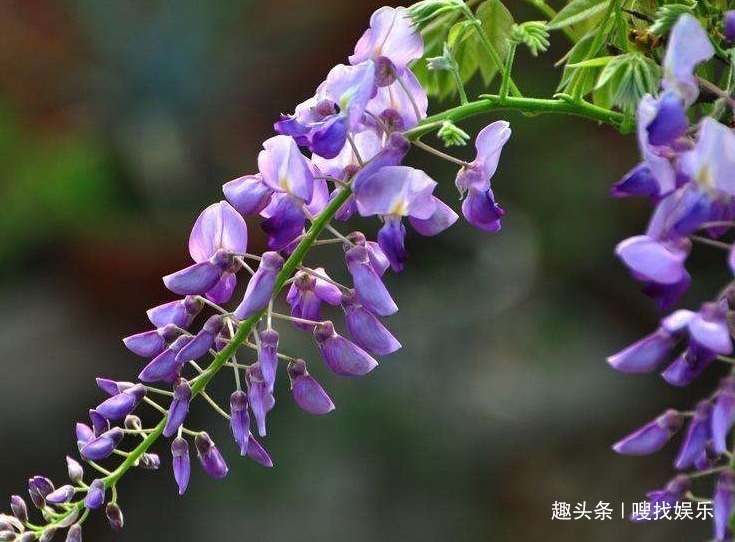 此花盛开时,蓝紫色的花朵给人以清新脱俗的美感,令人赏心悦目