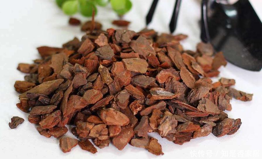 君子兰|好土才能养好君子兰,3种“废物”搭配,不花一分钱,根系长满盆