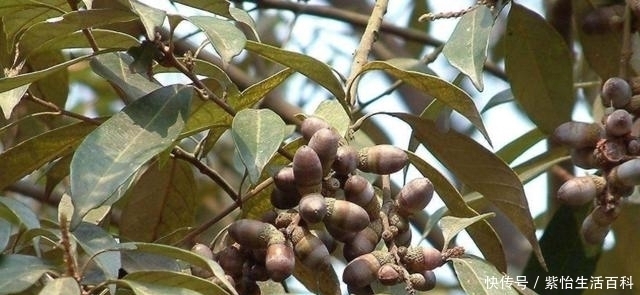 陀螺|人称“气象树”,长得酷似陀螺,做豆腐是一绝,如今无人问津了