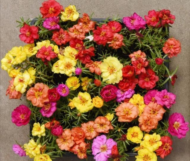 家里养3种花，不能太“勤快”，不然也是养不好“它们”