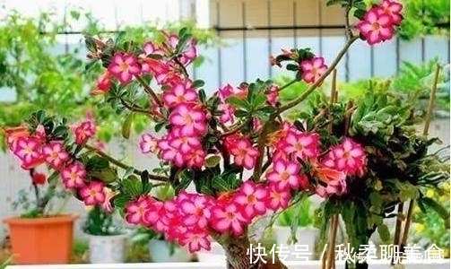 花卉|这几种花最适合贱养，越不管越容易开花爆盆，想养死都难