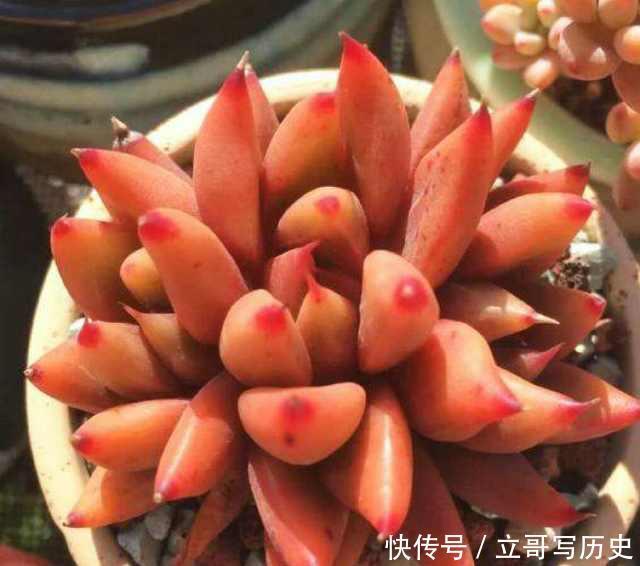 新手养多肉常犯的4个错,难怪肉肉长不好,你中了几条?