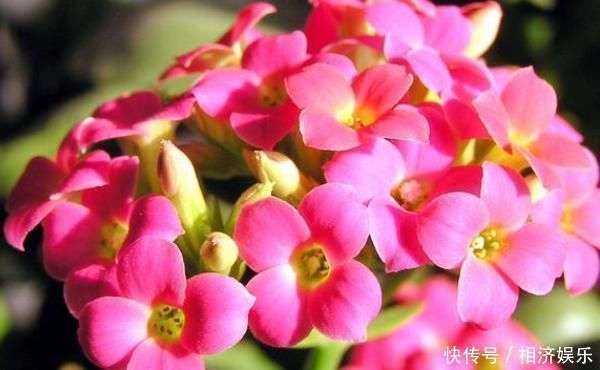 蟹爪兰|家中有这两种花的注意，之前没剪的现在可以果断剪，不然就太晚