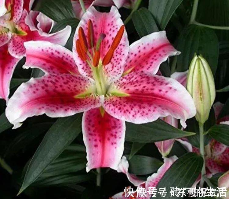 日子|养花就养4种花,家里养一盆,日子红火财运滚滚,好看极了