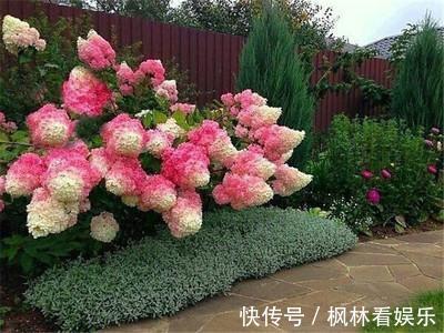 花朵|5种花最怕晒,天天不见光,开花却火爆,一朵一朵炸花球