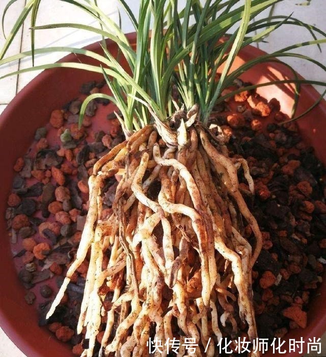 养兰花就一点,养好根就长得旺,其中配土、施肥是重点