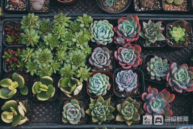 年宵花市场开始备货蝴蝶兰仙客来20-50元盆受市民青睐