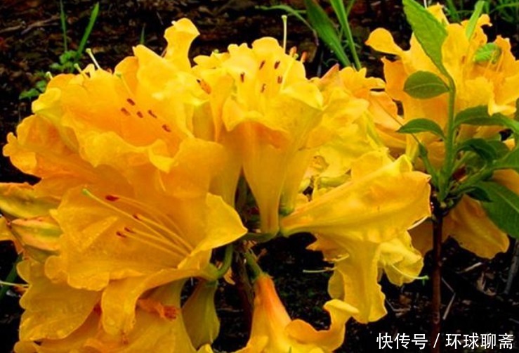 “4种花”不适合家里养,全株都有毒,再漂亮也要扔掉!