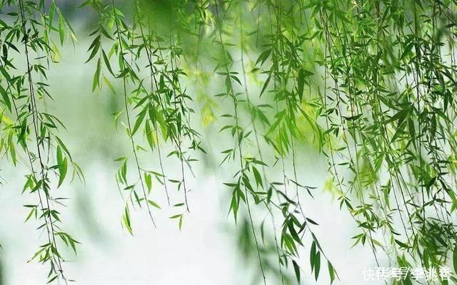 关于柳树的诗句古诗词,带白话文意思及翻译
