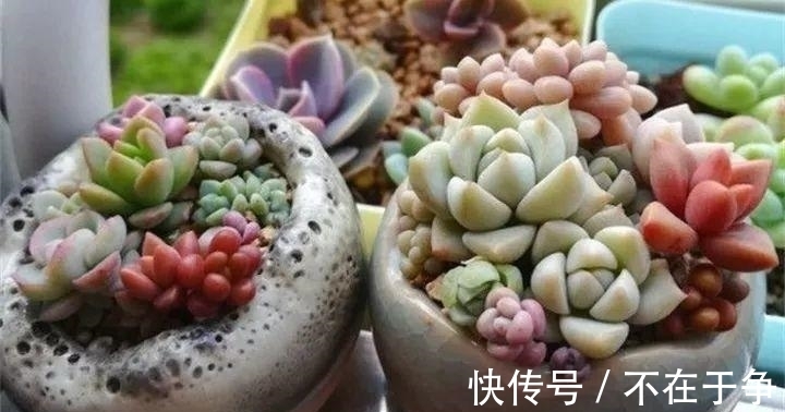 白美人|“拇指大”的花盆，被她塞了几十棵多肉，养一年都不是事！
