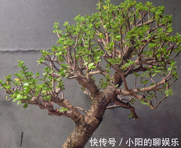 4种花很独特，容易打造老桩盆景，被当成传家宝，喜欢吗