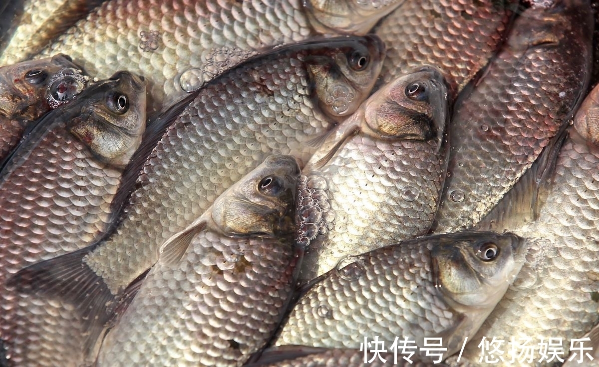 中国外来入侵物种名单|别怪没有提醒你！野钓不能超“2.5公斤”！否则一个字“抓”