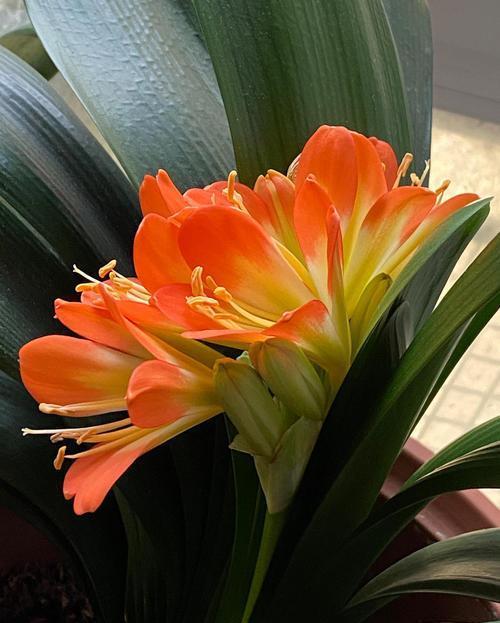 君子兰难开花?掌握几个小技巧,长新叶不夹箭,开出层叠群花!