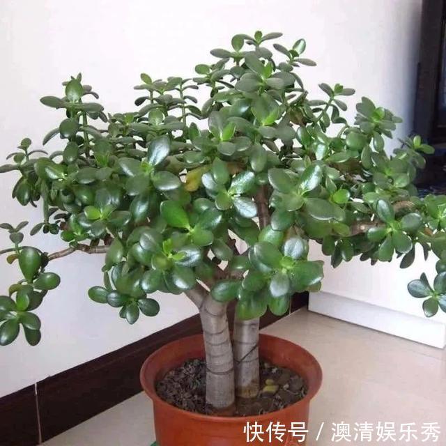 长势|早春养玉树，注意这4点，叶绿根壮长势旺，越养越旺家