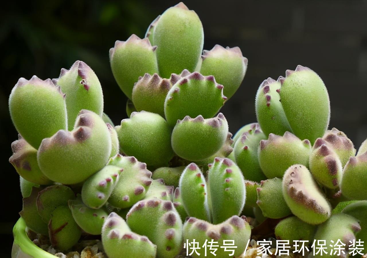 多肉|阳台养多肉施肥以简单有效为佳,啤酒兑水就不错,叶片肥厚状态好