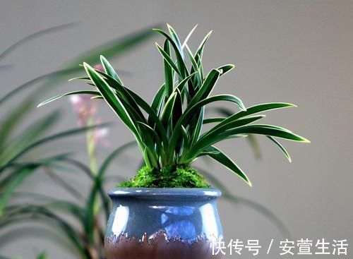 此兰花是矮种“帝王”，花色罕见，叶带金边线艺，曾一苗难求的