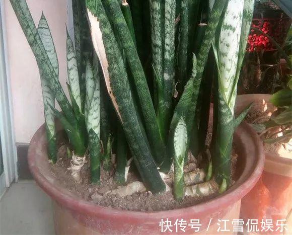 虎皮兰|虎皮兰“长得慢”扒开土喂点“出芽肥”,新芽就像“竹笋”