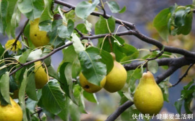 梨树|俗语“五树不进宅,一家乐开怀”,是何意五树指的是哪些树