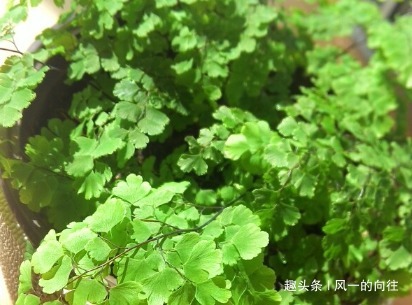 家养这三种耐阴花，不见天日也能噌噌长不停，好看又好养