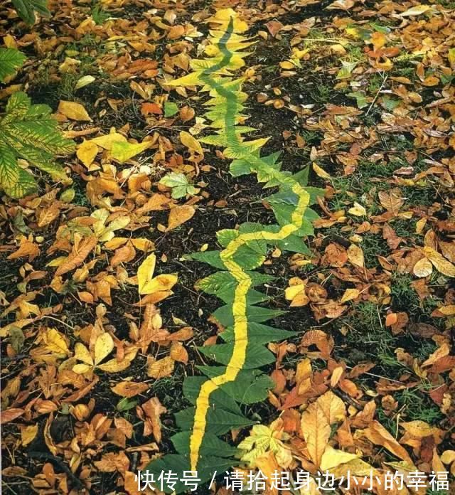 艺术家|他用最简单的树叶、石头、羽毛,建了一座美到极致的自然美术馆