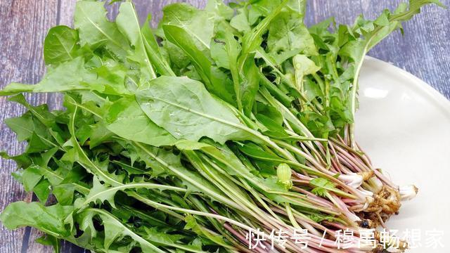 蒲公英属|蒲公英是个宝,怎么吃更营养教你3种吃法,但5类人群不宜食用
