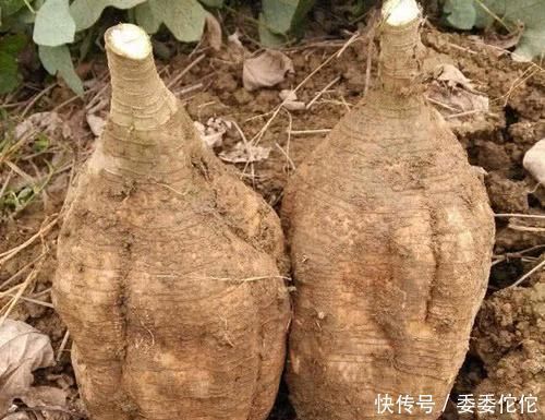 补充雌激素|卵巢早衰不要慌，女人多吃6种食物，补充雌激素，卵巢更年轻