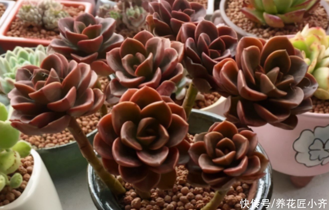 多肉|夏天如果多肉烂根，多数人会选择扔掉，其实处理得当，它还能恢复