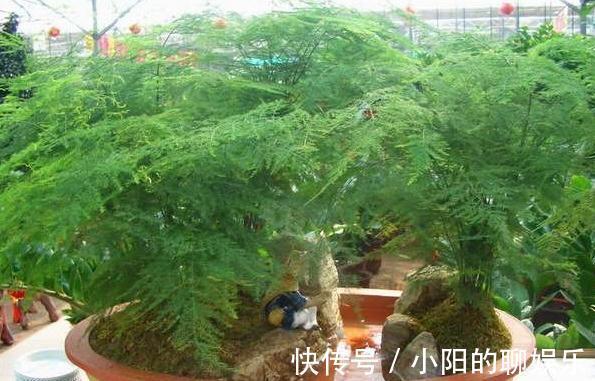 铁钉|文竹不见长,枝叶枯黄,3种垃圾,扔盆里,长势旺,再也不黄叶