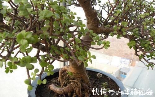 这2种树，是养“高价老桩”的首选，木质化强，5个月就能养成功