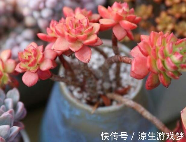 大温差养多肉记住3个小妙招,植株紧凑,叶片上色快