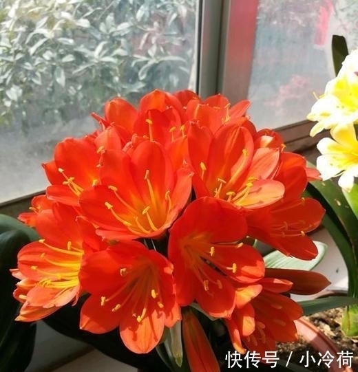 来不及|这5种花,不要钱也不能养,全都有毒,养了后悔都来不及